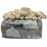 Topas 100 EC 10ml  AgroBio  Topas 100 EC 10ml  AgroBio