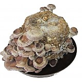 Arašídy v cukru 100 g Arašídy v cukru 100 g