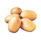 Sadba brambor BALLERINA rané 5kg