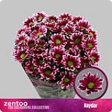 CHRYSANTHEMA_řezané květiny 1ks