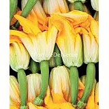 Tykev jedlé květy_cuketa_Zucchino Da Fiori